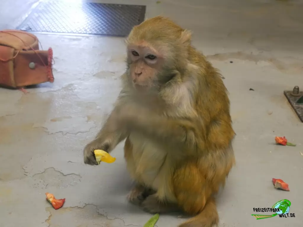 Rhesusaffen im Tierpark Klingenthal - 2020