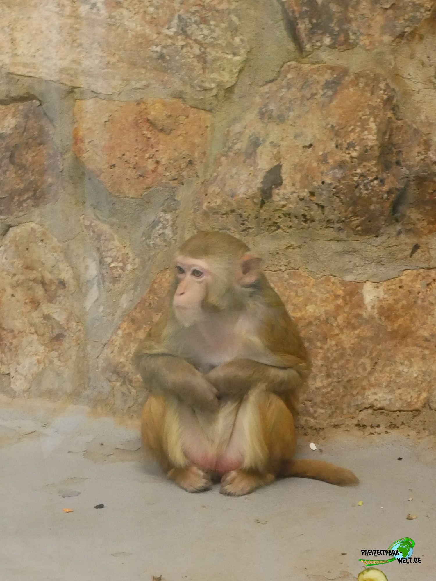 Rhesusaffen - Tierpark Klingenthal | Freizeitpark-Welt.de