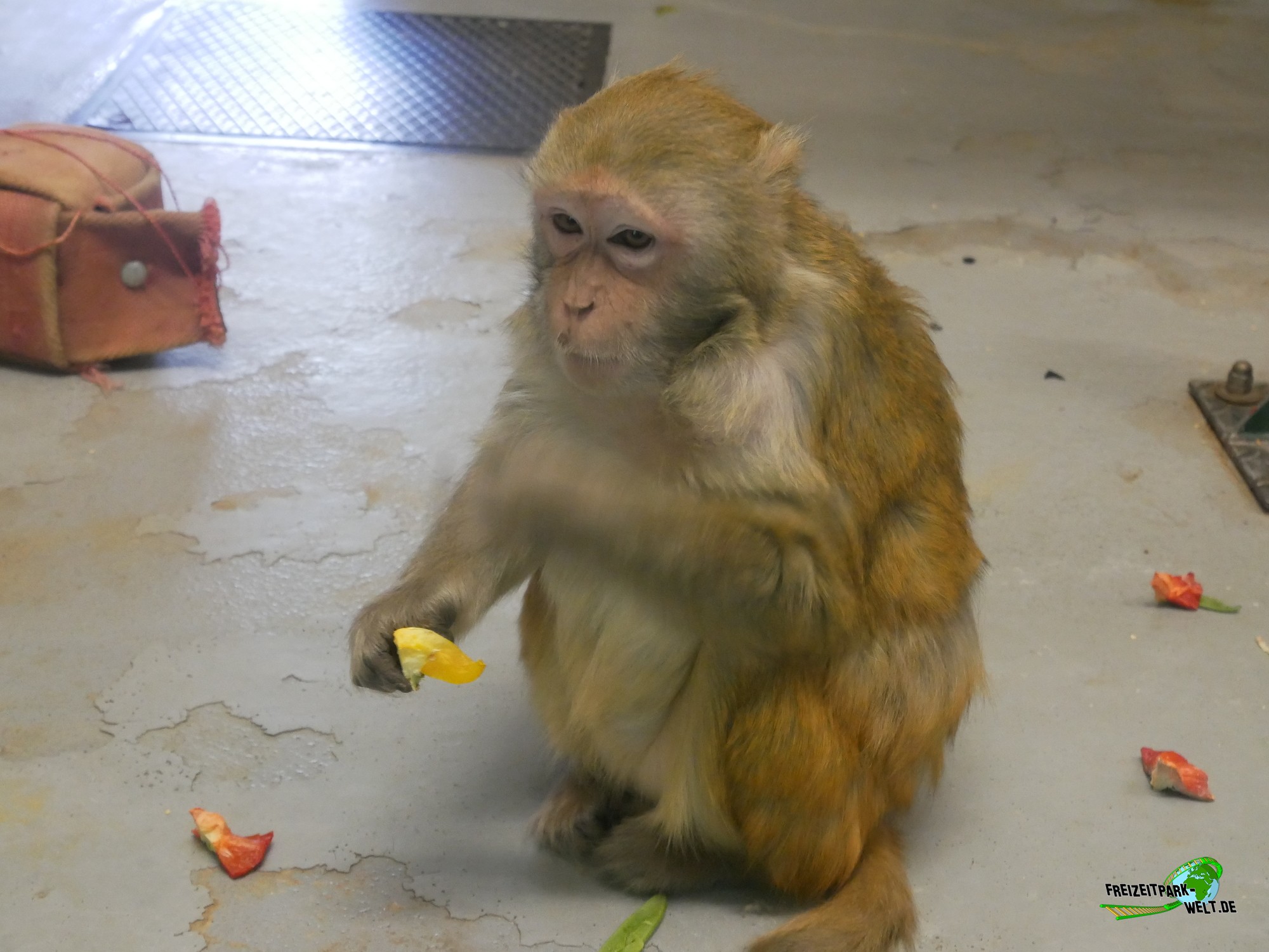 Rhesusaffen - Tierpark Klingenthal | Freizeitpark-Welt.de