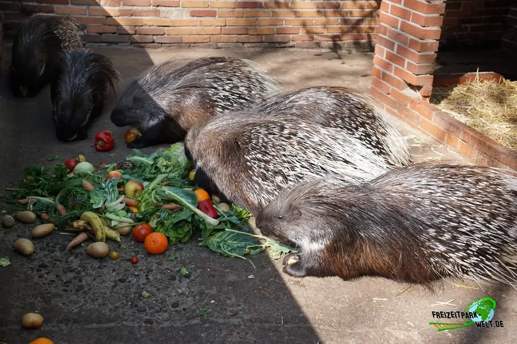 Weißschwanz-Stachelschwein im Tierpark Nadermann - 2015