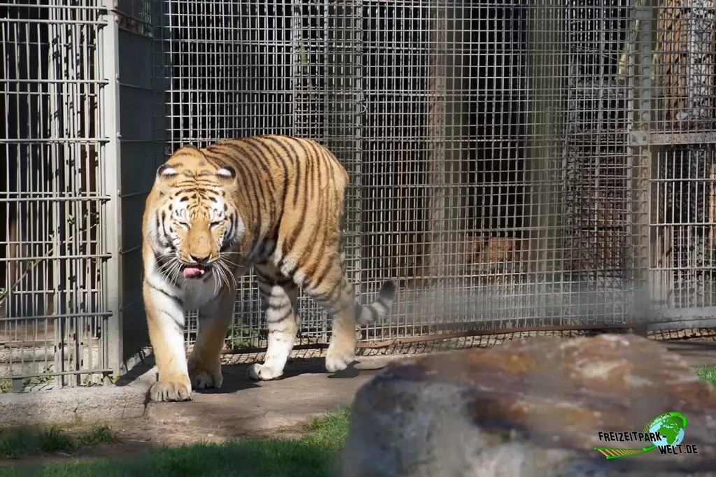 Sibirischer Tiger im Tierpark Nadermann - 2015