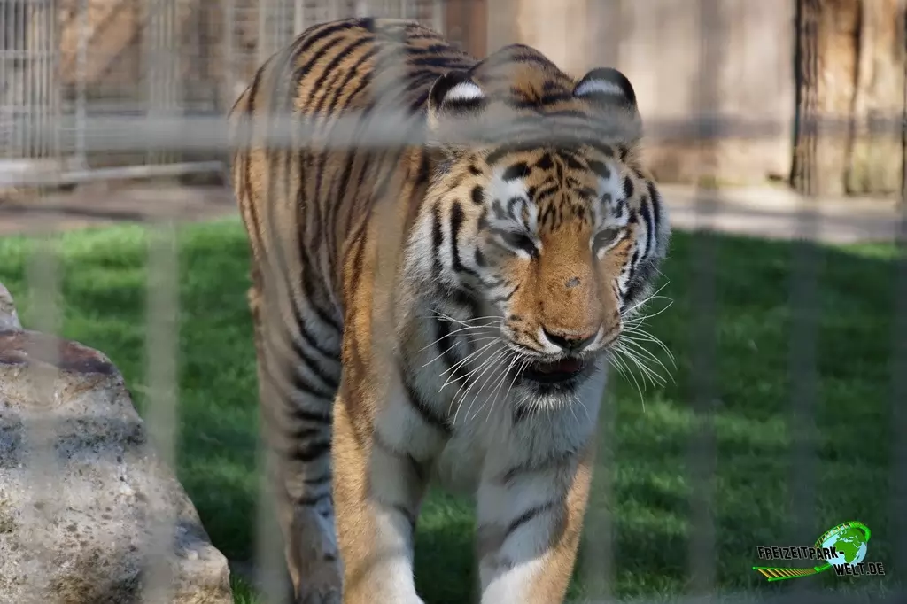 Sibirischer Tiger im Tierpark Nadermann - 2015