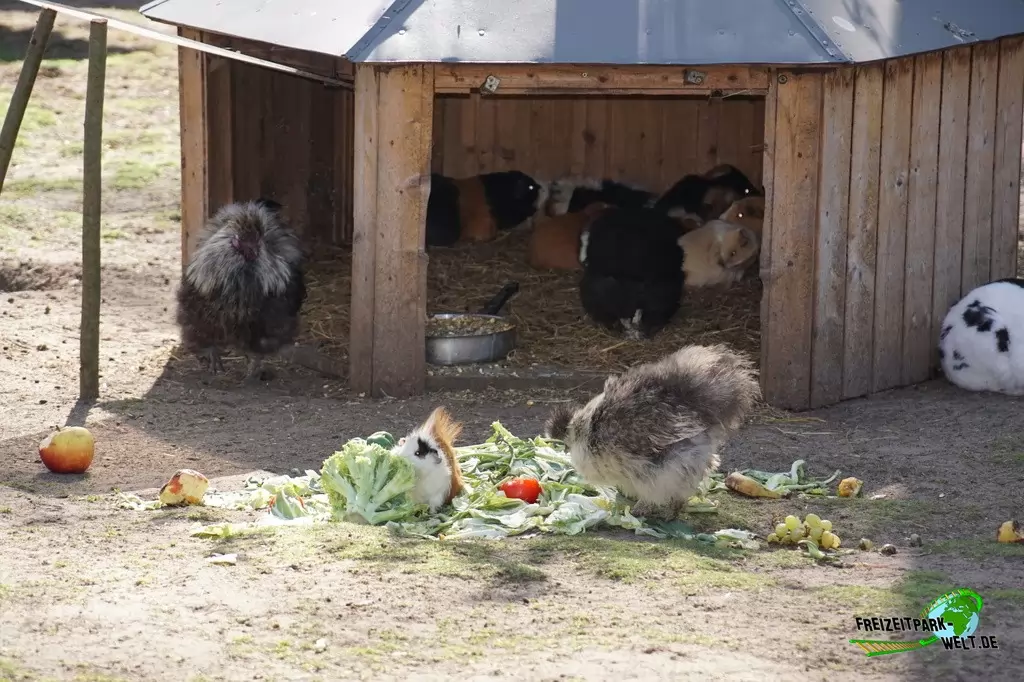 Hausmeerschweinchen im Tierpark Nadermann - 2015