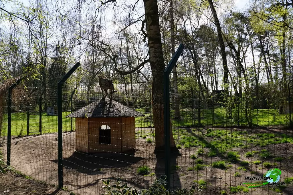 Gepard im Tierpark Nadermann - 2015