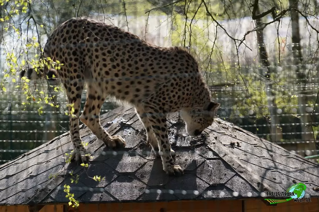 Gepard im Tierpark Nadermann - 2015