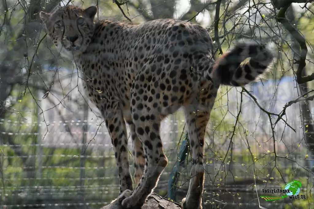Gepard im Tierpark Nadermann - 2015