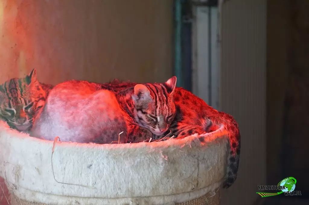 Bengalkatze im Tierpark Nadermann - 2015