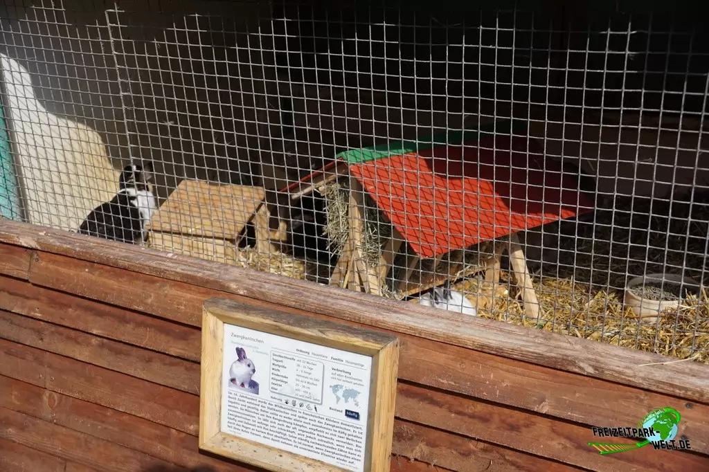 Löwenkopf-Zwergkaninchen im Tierpark Nadermann - 2015