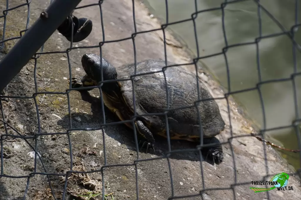 Spornschildkröte im Tierpark Nadermann - 2015