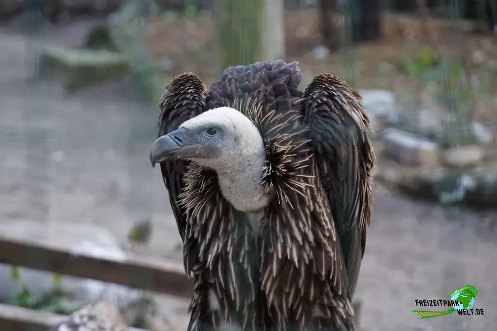 Sperbergeier im Tierpark Nadermann - 2015