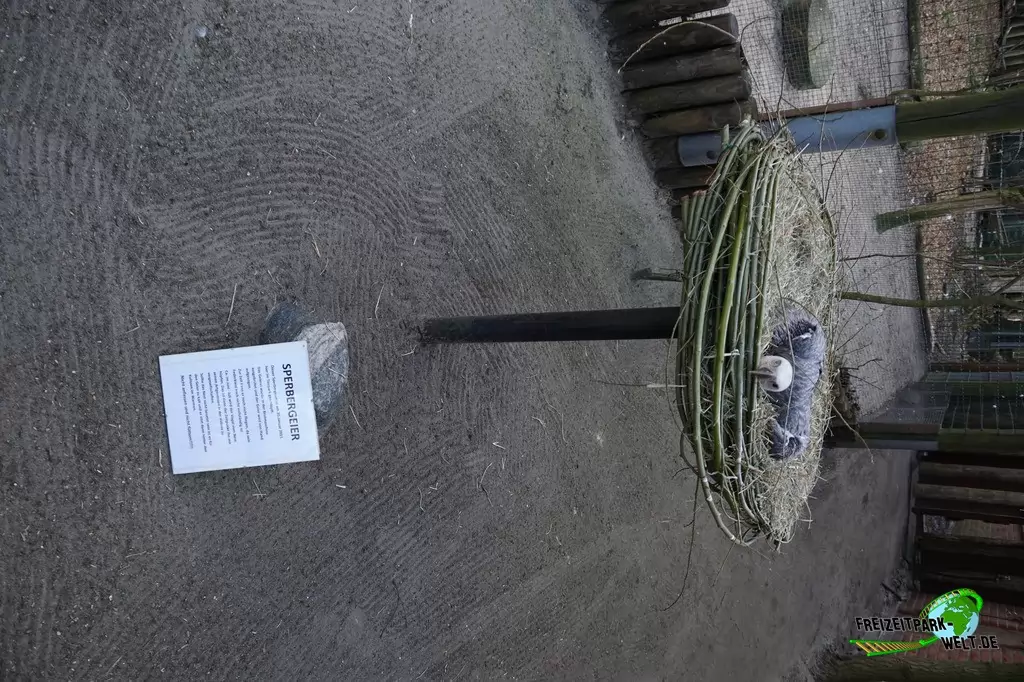 Sperbergeier im Tierpark Nadermann - 2015: Auch ein Sperbergeier-Baby gibt es im Frühjahr 2015 zu bestaunen