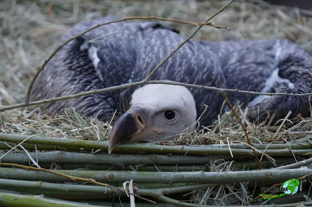 Sperbergeier im Tierpark Nadermann - 2015