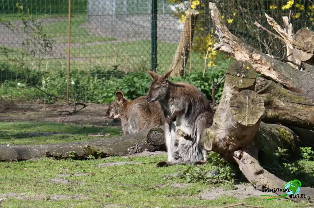 Benettkänguru im Tierpark Nadermann - 2015