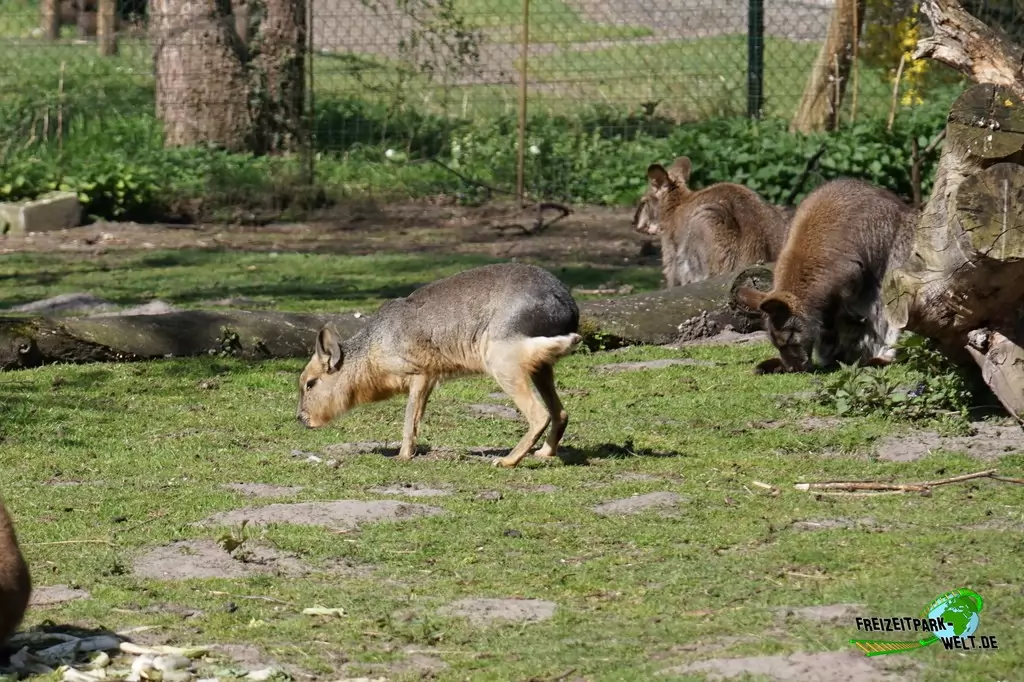 Großer Mara im Tierpark Nadermann - 2015