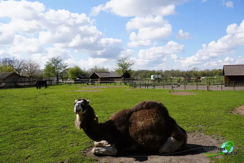 Trampeltier im Tierpark Nadermann - 2015