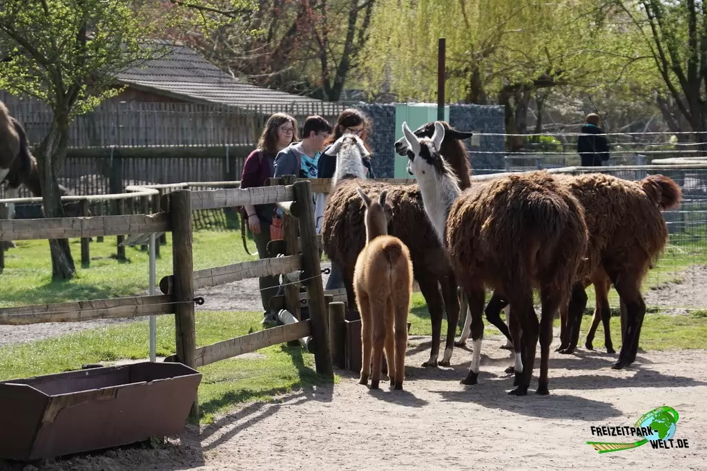 Alpaka im Tierpark Nadermann - 2015