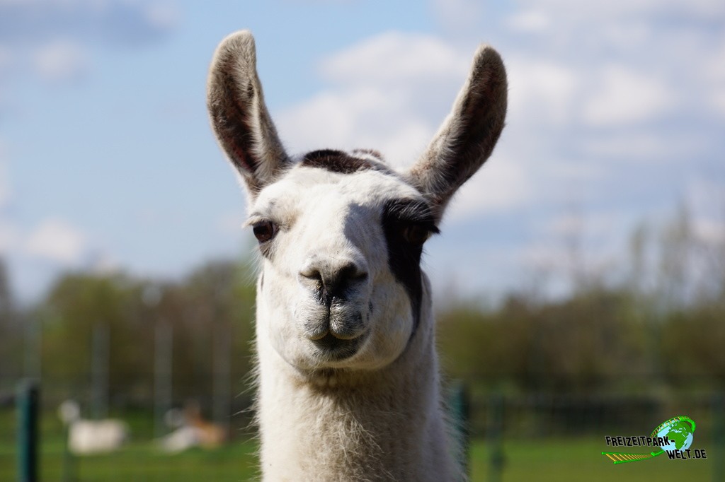 Alpaka im Tierpark Nadermann - 2015