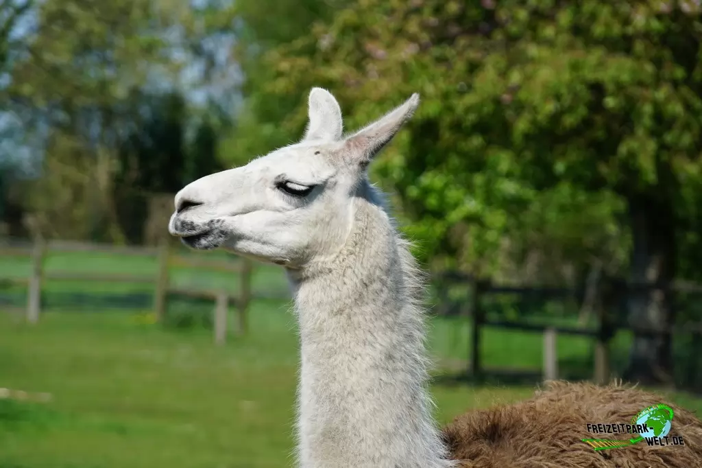 Alpaka im Tierpark Nadermann - 2016
