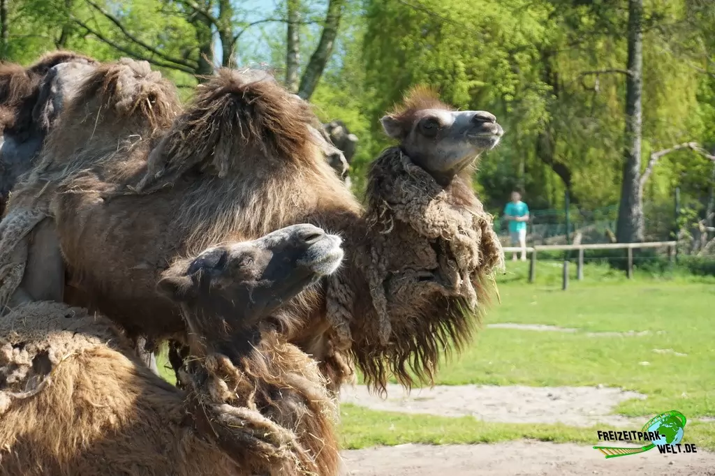 Trampeltier im Tierpark Nadermann - 2016
