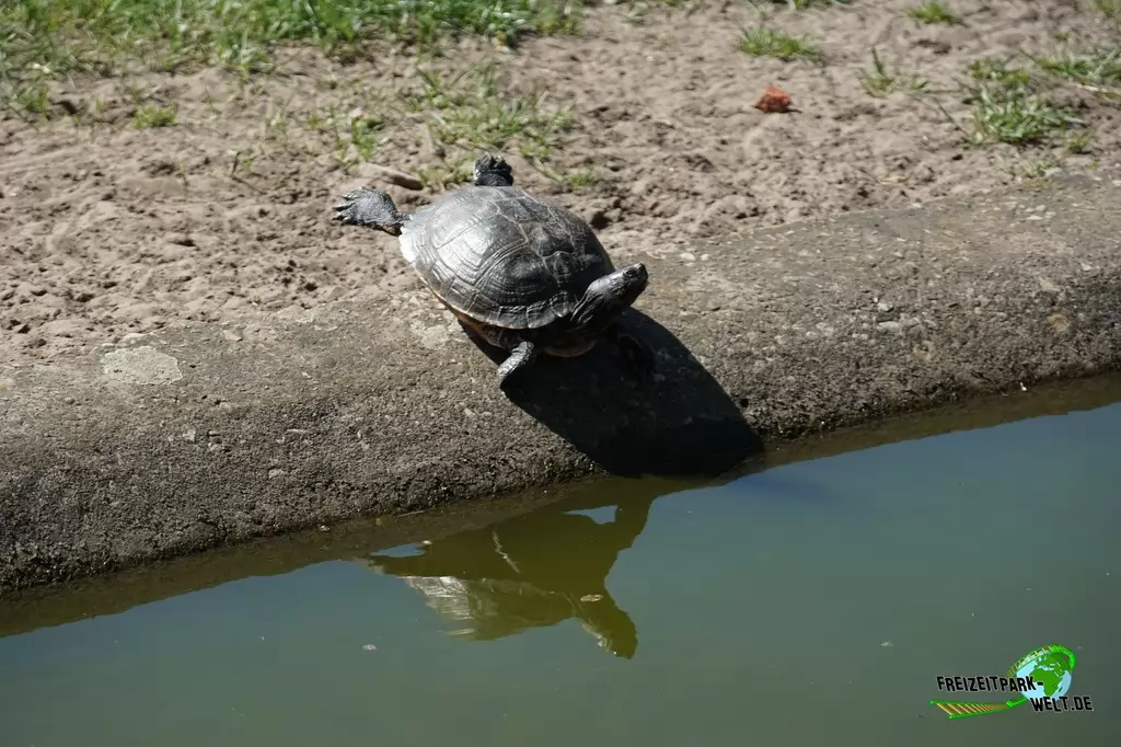 Spornschildkröte im Tierpark Nadermann - 2016