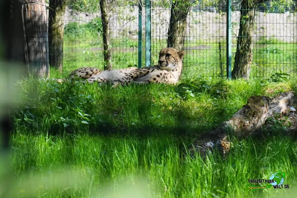 Gepard im Tierpark Nadermann - 2016