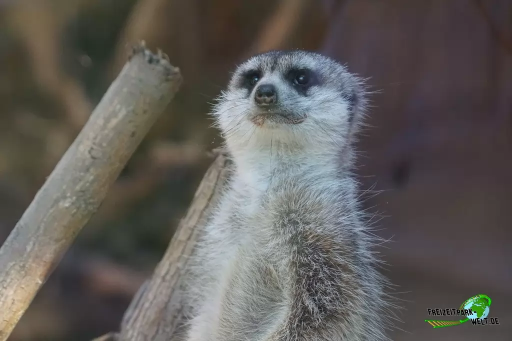 Erdmännchen im Tierpark Nadermann - 2016