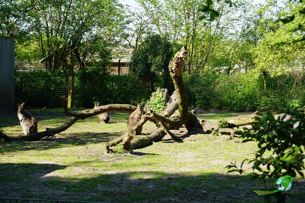 Benettkänguru - Tierpark Nadermann