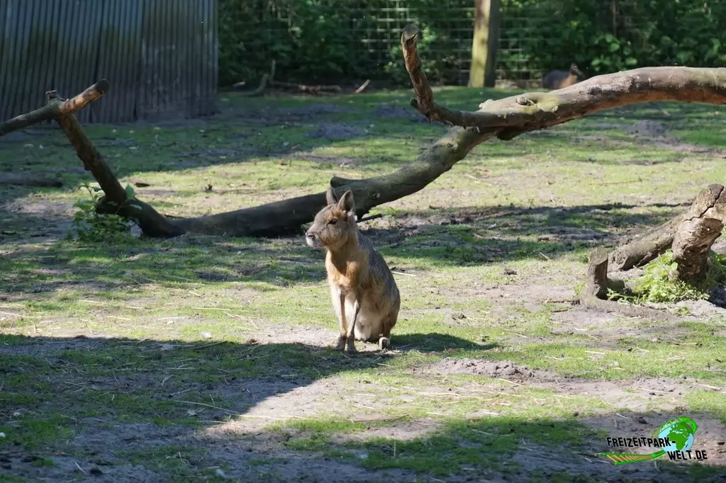 Großer Mara im Tierpark Nadermann - 2016