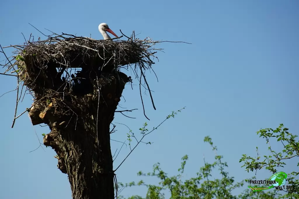 Weißstorch im Tierpark Nadermann - 2016