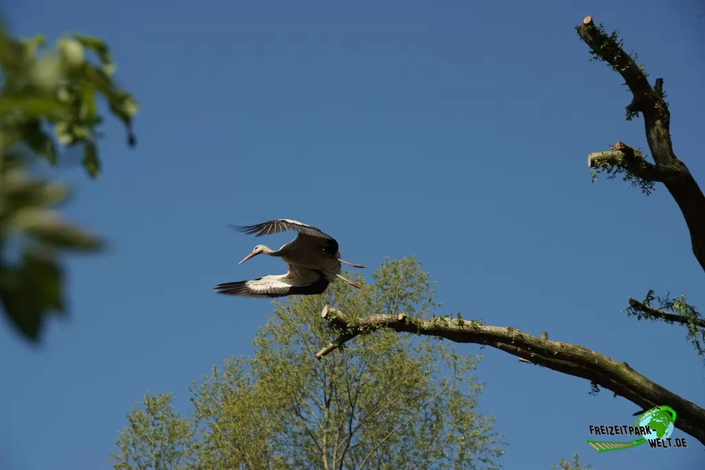 Weißstorch im Tierpark Nadermann - 2016