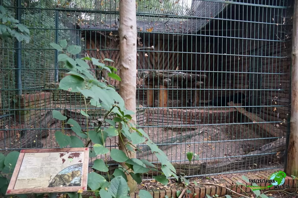 Persischer Leopard im Tierpark Nadermann - 2017
