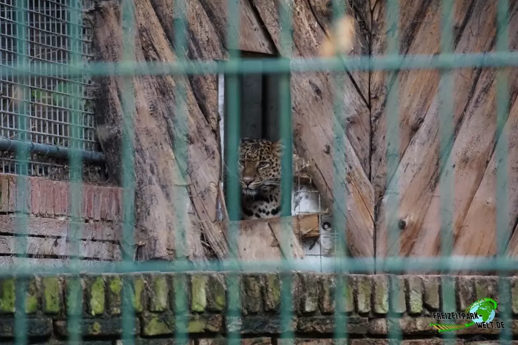 Persischer Leopard im Tierpark Nadermann - 2017