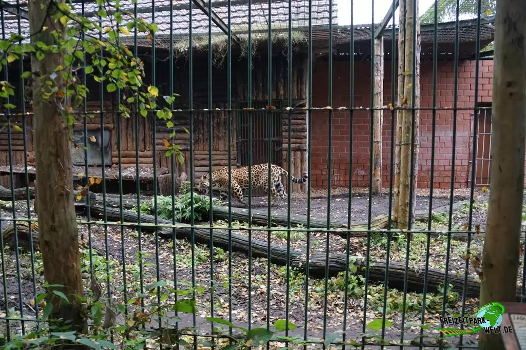 Jaguar im Tierpark Nadermann - 2017