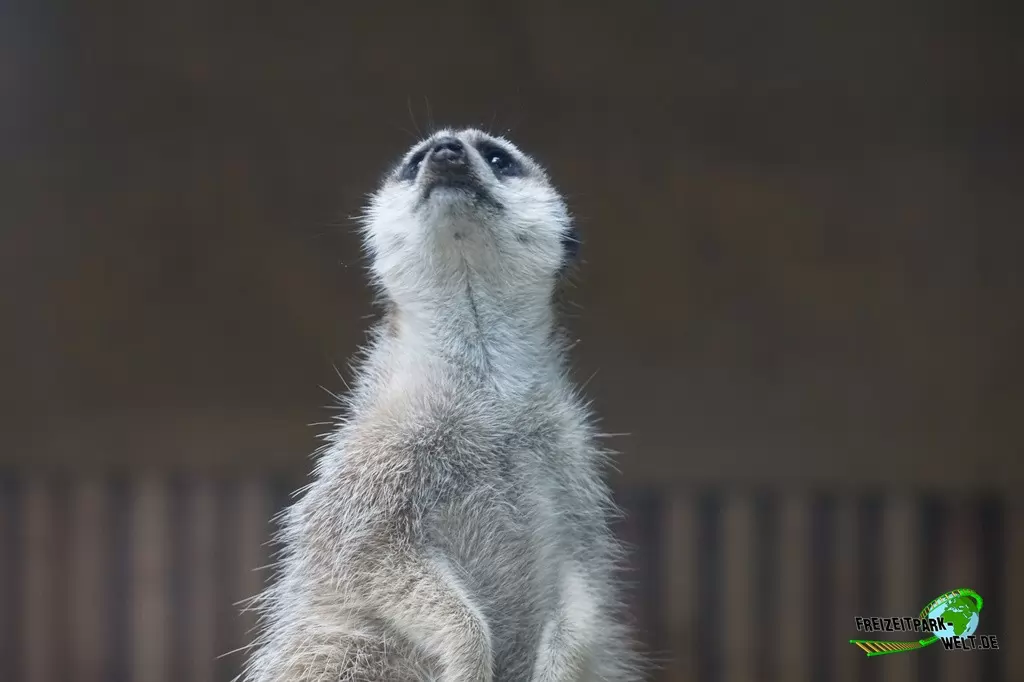 Erdmännchen im Tierpark Nadermann - 2017