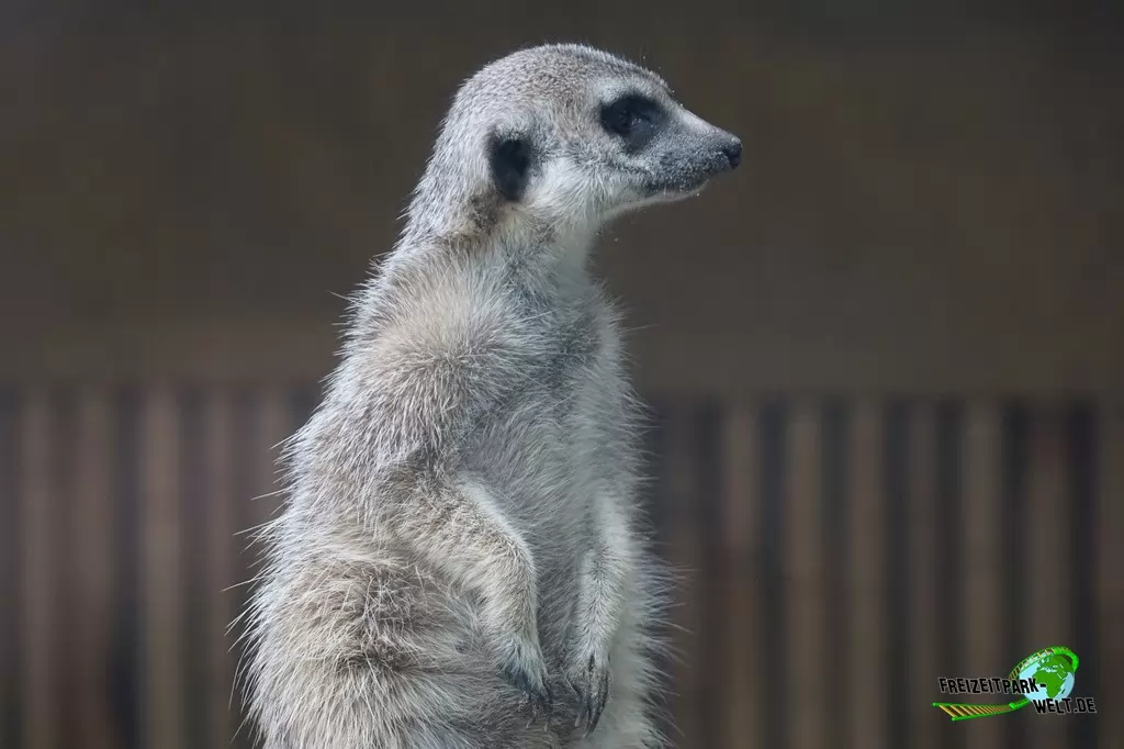 Erdmännchen im Tierpark Nadermann - 2017