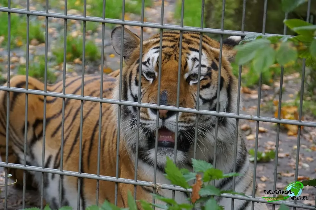 Sibirischer Tiger im Tierpark Nadermann - 2017