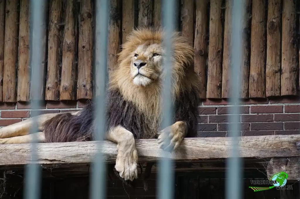Berberlöwe im Tierpark Nadermann - 2017