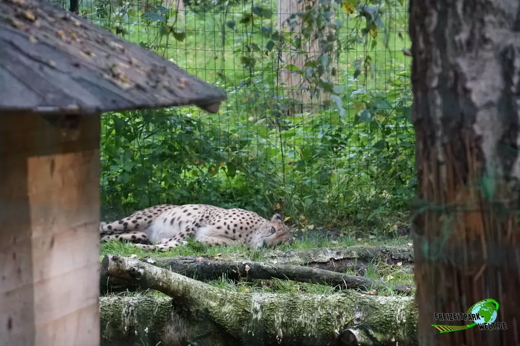Gepard im Tierpark Nadermann - 2017