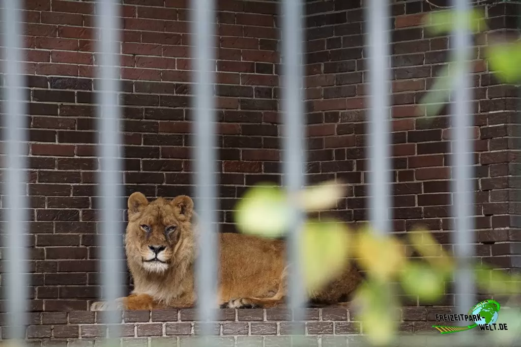 Berberlöwe im Tierpark Nadermann - 2017