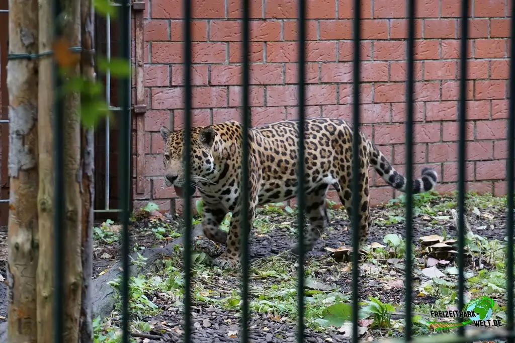 Jaguar im Tierpark Nadermann - 2017