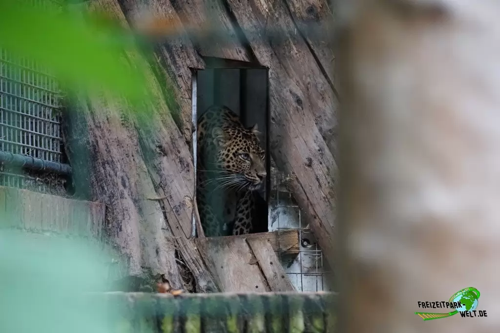 Persischer Leopard im Tierpark Nadermann - 2017