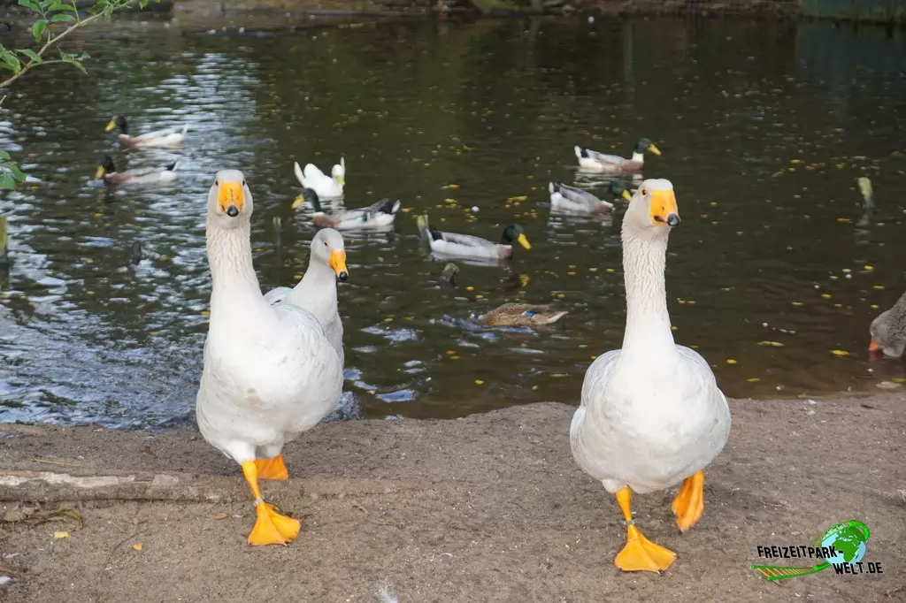 Hausgans im Tierpark Nadermann - 2017