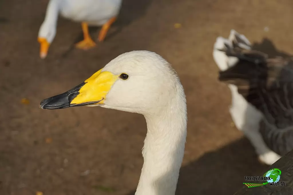Hausgans im Tierpark Nadermann - 2017