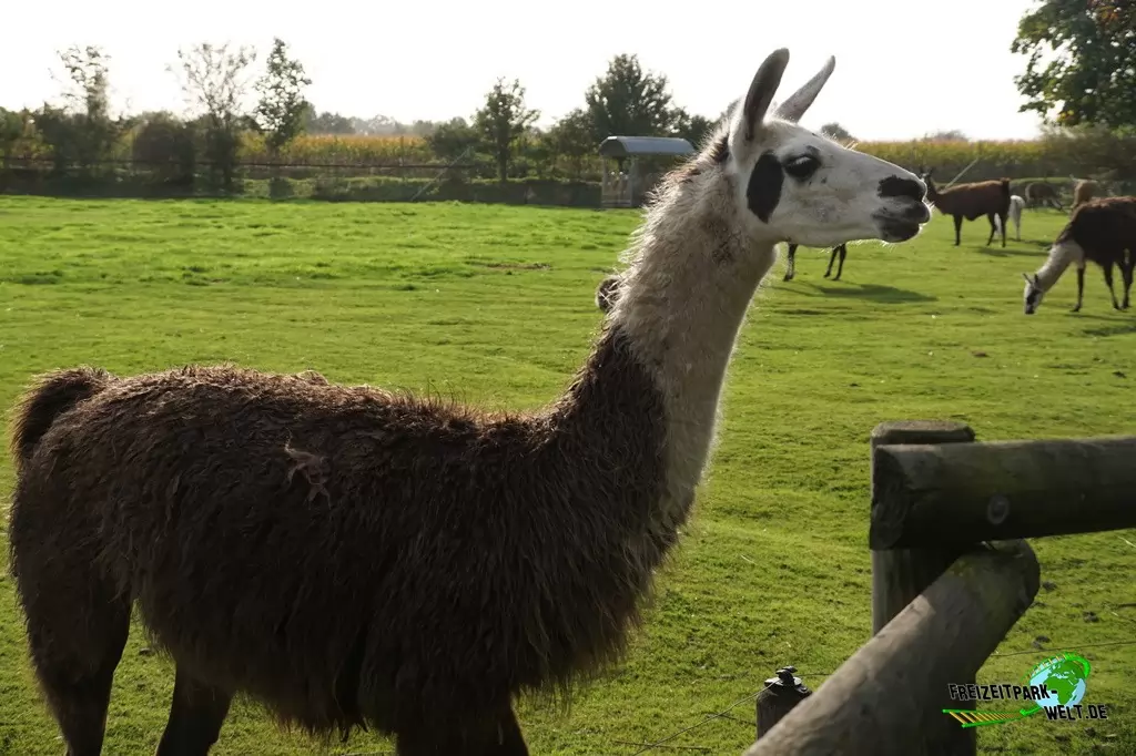 Alpaka im Tierpark Nadermann - 2017