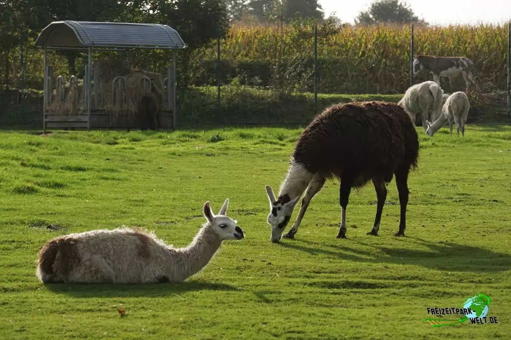 Alpaka im Tierpark Nadermann - 2017