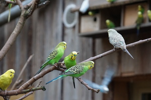 Mini-Galerie Tierpark Sababurg Foto 1
