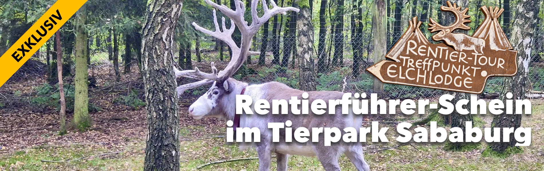 Teaser Rentierf�hrer-Schein im Tierpark Sababurg: Ein Erfahrungsbericht