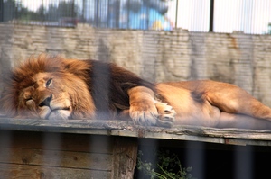 Mini-Galerie Erlebnis- und Tigerpark Dassow Foto 2