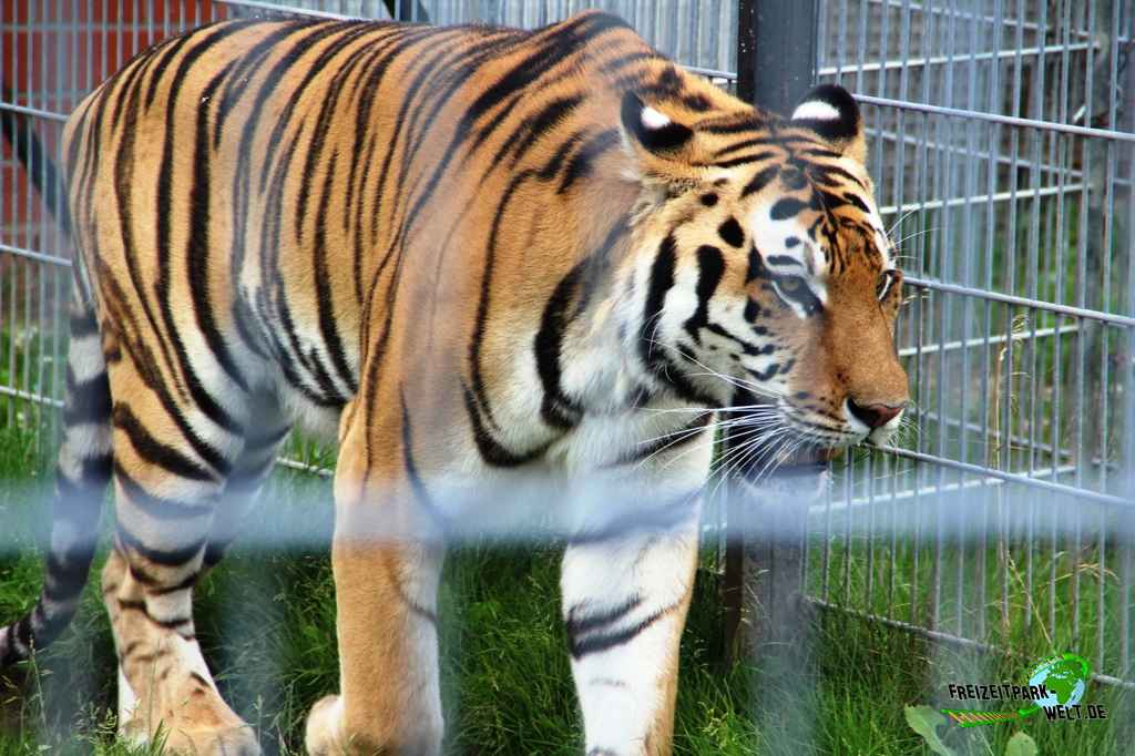 Sibirischer Tiger im Erlebnis- und Tigerpark Dassow - 2017