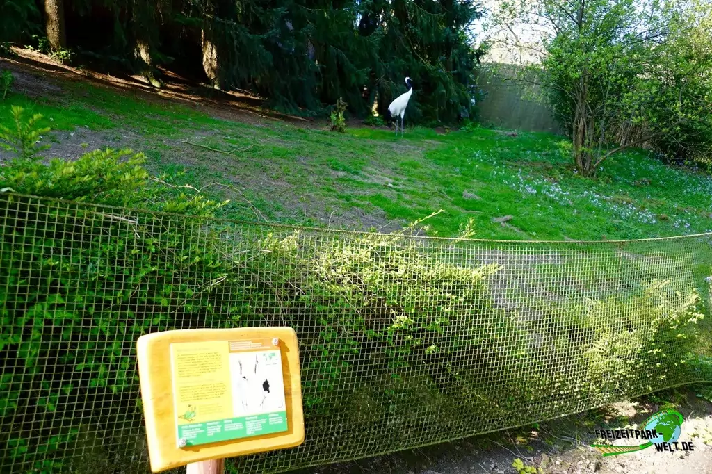 Mandschurenkranich im Vogelpark Heiligenkirchen - 2017
